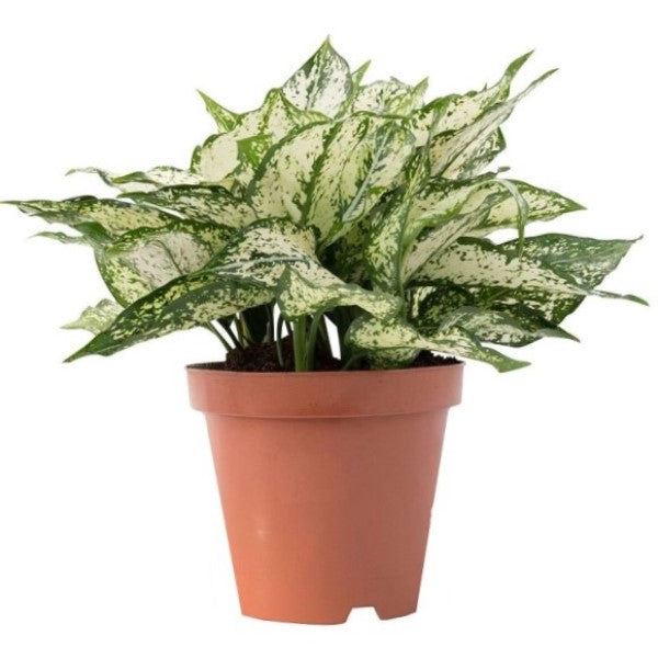 Aglaonema Spring Snow - www.FOP.ae Buy online Best and Healthy Plants and quality products guarantee in Dubai Plants Shop in Dubai Abu Dhabi all over UAE Plants near me Fresh Plants in Dubai where to buy plants in UAE - FOP.ae