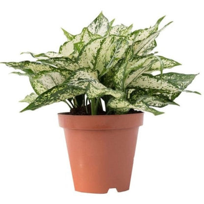 Aglaonema Spring Snow - www.FOP.ae Buy online Best and Healthy Plants and quality products guarantee in Dubai Plants Shop in Dubai Abu Dhabi all over UAE Plants near me Fresh Plants in Dubai where to buy plants in UAE - FOP.ae