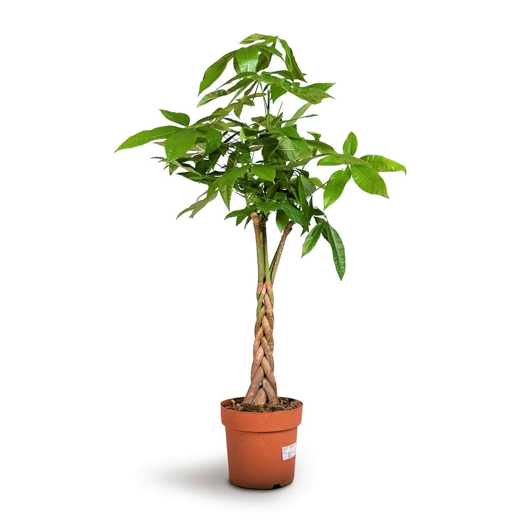 Pachira Aquatica, Money Tree (Twisted Trunk) - www.FOP.ae Buy online Best and Healthy Plants and quality products guarantee in Dubai Plants Shop in Dubai Abu Dhabi all over UAE Plants near me Fresh Plants in Dubai where to buy plants in UAE - FOP.ae
