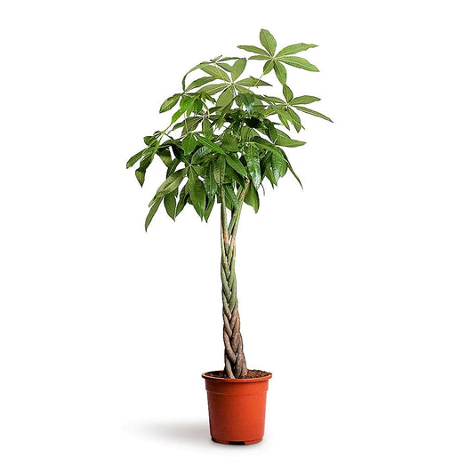 Pachira Aquatica, Money Tree (Twisted Trunk) - www.FOP.ae Buy online Best and Healthy Plants and quality products guarantee in Dubai Plants Shop in Dubai Abu Dhabi all over UAE Plants near me Fresh Plants in Dubai where to buy plants in UAE - FOP.ae