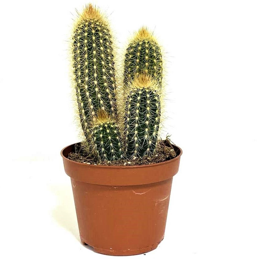 Pachy Cactus - www.FOP.ae Buy online Best and Healthy Plants and quality products guarantee in Dubai Plants Shop in Dubai Abu Dhabi all over UAE Plants near me Fresh Plants in Dubai where to buy plants in UAE - FOP.ae