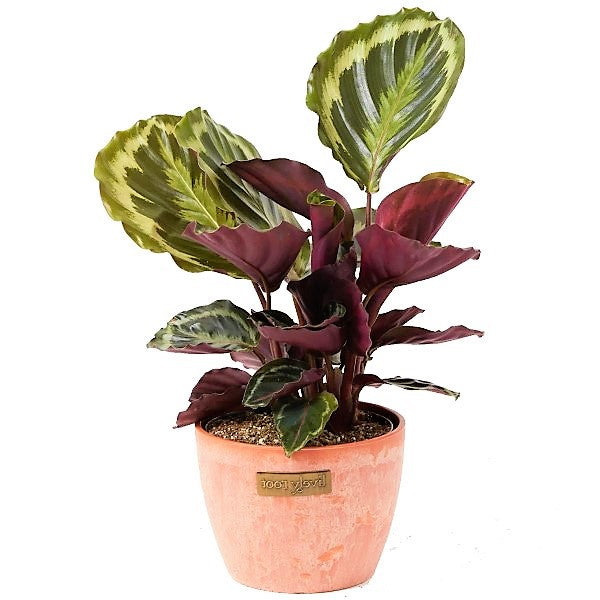 Calathea, Peacock Plant - www.FOP.ae Buy online Best and Healthy Plants and quality products guarantee in Dubai Plants Shop in Dubai Abu Dhabi all over UAE Plants near me Fresh Plants in Dubai where to buy plants in UAE - FOP.ae