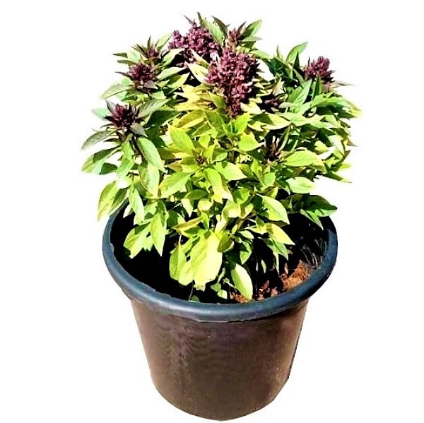 Rehan Herb, Persian Basil, Ocimum Basilicum - www.FOP.ae Buy online Best and Healthy Plants and quality products guarantee in Dubai Plants Shop in Dubai Abu Dhabi all over UAE Plants near me Fresh Plants in Dubai where to buy plants in UAE - FOP.ae