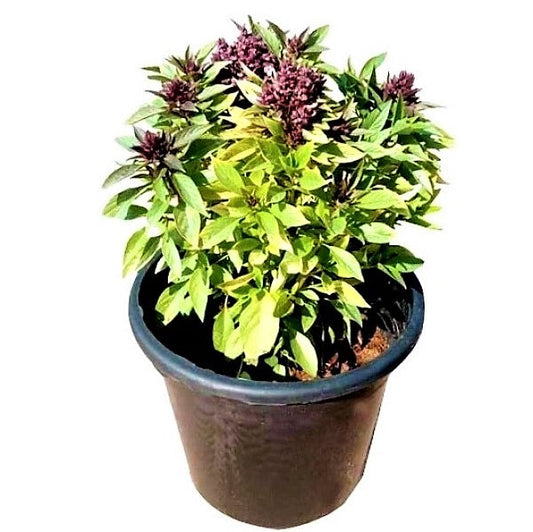Rehan Herb, Persian Basil, Ocimum Basilicum - www.FOP.ae Buy online Best and Healthy Plants and quality products guarantee in Dubai Plants Shop in Dubai Abu Dhabi all over UAE Plants near me Fresh Plants in Dubai where to buy plants in UAE - FOP.ae
