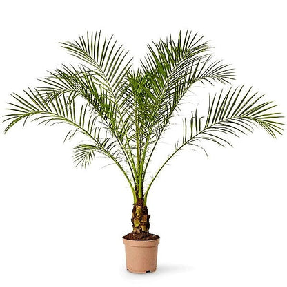 Phoenix Roebelenii, Miniature Date Palm, Dwarf Pygmy Date palm - www.FOP.ae Buy online Best and Healthy Plants and quality products guarantee in Dubai Plants Shop in Dubai Abu Dhabi all over UAE Plants near me Fresh Plants in Dubai where to buy plants in UAE - FOP.ae