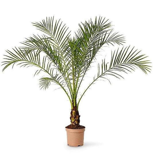 Phoenix Roebelenii, Miniature Date Palm, Dwarf Pygmy Date palm - www.FOP.ae Buy online Best and Healthy Plants and quality products guarantee in Dubai Plants Shop in Dubai Abu Dhabi all over UAE Plants near me Fresh Plants in Dubai where to buy plants in UAE - FOP.ae