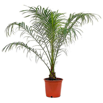 Phoenix Roebelenii, Miniature Date Palm, Dwarf Pygmy Date palm - www.FOP.ae Buy online Best and Healthy Plants and quality products guarantee in Dubai Plants Shop in Dubai Abu Dhabi all over UAE Plants near me Fresh Plants in Dubai where to buy plants in UAE - FOP.ae