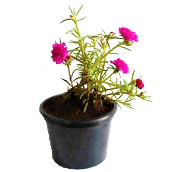 Rose Moss, Portulaca Grandiflora - www.FOP.ae Buy online Best and Healthy Plants and quality products guarantee in Dubai Plants Shop in Dubai Abu Dhabi all over UAE Plants near me Fresh Plants in Dubai where to buy plants in UAE - FOP.ae