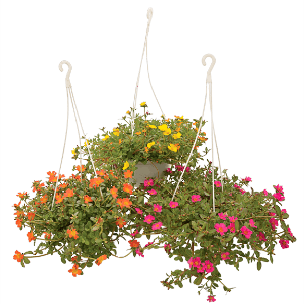 Rose Moss, Portulaca Grandiflora - www.FOP.ae Buy online Best and Healthy Plants and quality products guarantee in Dubai Plants Shop in Dubai Abu Dhabi all over UAE Plants near me Fresh Plants in Dubai where to buy plants in UAE - FOP.ae