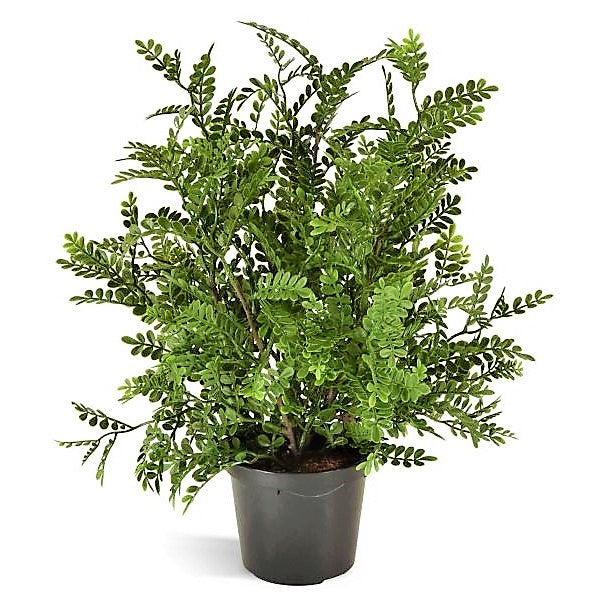 Zanthoxylum Odorum, Lemon Pepper Plant - www.FOP.ae Buy online Best and Healthy Plants and quality products guarantee in Dubai Plants Shop in Dubai Abu Dhabi all over UAE Plants near me Fresh Plants in Dubai where to buy plants in UAE - FOP.ae