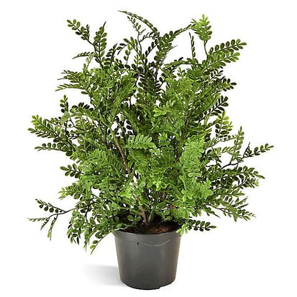 Zanthoxylum Odorum, Lemon Pepper Plant - www.FOP.ae Buy online Best and Healthy Plants and quality products guarantee in Dubai Plants Shop in Dubai Abu Dhabi all over UAE Plants near me Fresh Plants in Dubai where to buy plants in UAE - FOP.ae