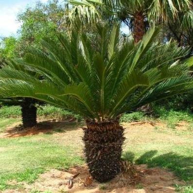 Cycas Revoluta, Sago Palm, outdoor - www.FOP.ae Buy online Best and Healthy Plants and quality products guarantee in Dubai Plants Shop in Dubai Abu Dhabi all over UAE Plants near me Fresh Plants in Dubai where to buy plants in UAE - FOP.ae