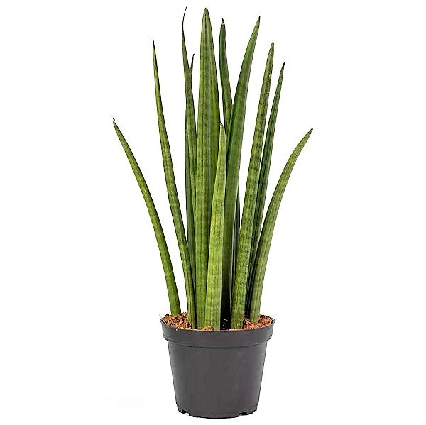 Sansevieria Cylindrica Skyline, Sansevieria Desertii - www.FOP.ae Buy online Best and Healthy Plants and quality products guarantee in Dubai Plants Shop in Dubai Abu Dhabi all over UAE Plants near me Fresh Plants in Dubai where to buy plants in UAE - FOP.ae