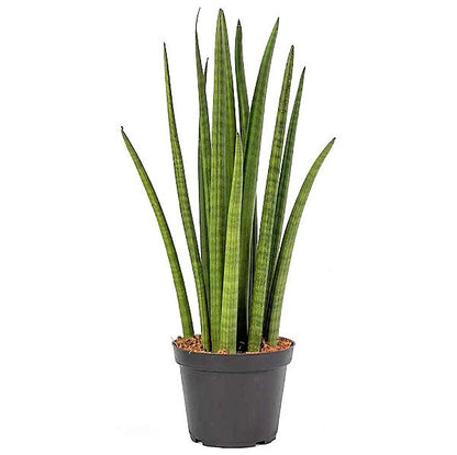 Sansevieria Cylindrica Skyline, Sansevieria Desertii - www.FOP.ae Buy online Best and Healthy Plants and quality products guarantee in Dubai Plants Shop in Dubai Abu Dhabi all over UAE Plants near me Fresh Plants in Dubai where to buy plants in UAE - FOP.ae
