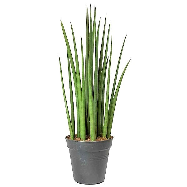 Sansevieria Cylindrica Skyline, Sansevieria Desertii - www.FOP.ae Buy online Best and Healthy Plants and quality products guarantee in Dubai Plants Shop in Dubai Abu Dhabi all over UAE Plants near me Fresh Plants in Dubai where to buy plants in UAE - FOP.ae