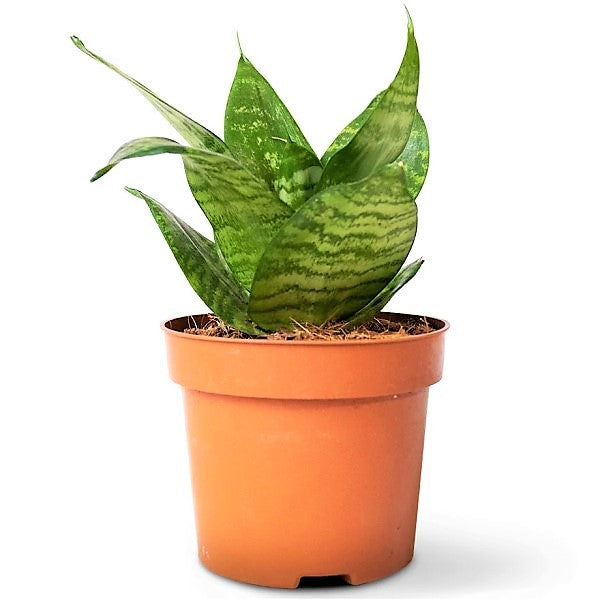 Birds Nest Snake, hahnii, Sansevieria Trifasciata Hahnii - www.FOP.ae Buy online Best and Healthy Plants and quality products guarantee in Dubai Plants Shop in Dubai Abu Dhabi all over UAE Plants near me Fresh Plants in Dubai where to buy plants in UAE - FOP.ae