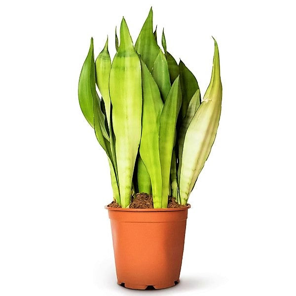 Snake Plant MoonShine, Sansevieria trifasciata - www.FOP.ae Buy online Best and Healthy Plants and quality products guarantee in Dubai Plants Shop in Dubai Abu Dhabi all over UAE Plants near me Fresh Plants in Dubai where to buy plants in UAE - FOP.ae