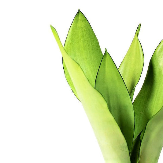 Snake Plant MoonShine, Sansevieria trifasciata - www.FOP.ae Buy online Best and Healthy Plants and quality products guarantee in Dubai Plants Shop in Dubai Abu Dhabi all over UAE Plants near me Fresh Plants in Dubai where to buy plants in UAE - FOP.ae