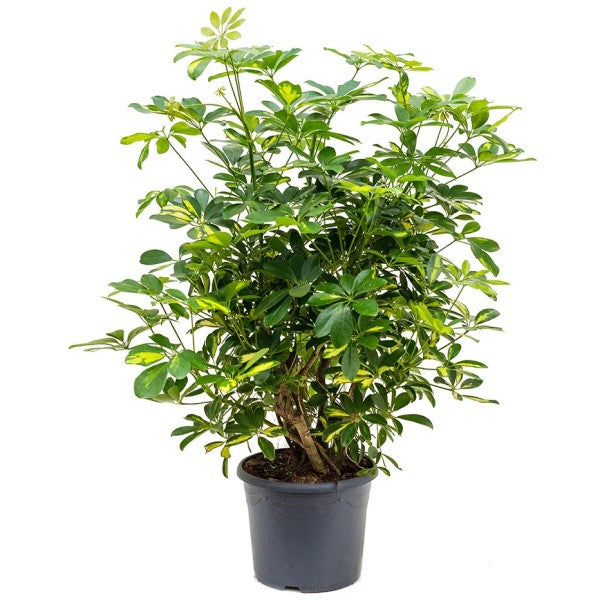 Schefflera Arboricola, Gold Capella, Dwarf Umbrella Tree - www.FOP.ae Buy online Best and Healthy Plants and quality products guarantee in Dubai Plants Shop in Dubai Abu Dhabi all over UAE Plants near me Fresh Plants in Dubai where to buy plants in UAE - FOP.ae