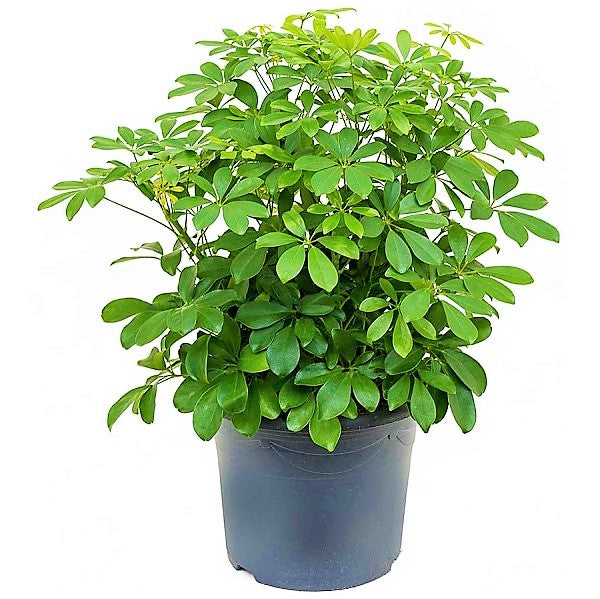 Schefflera Arboricola, Dwarf Umbrella Tree - www.FOP.ae Buy online Best and Healthy Plants and quality products guarantee in Dubai Plants Shop in Dubai Abu Dhabi all over UAE Plants near me Fresh Plants in Dubai where to buy plants in UAE - FOP.ae