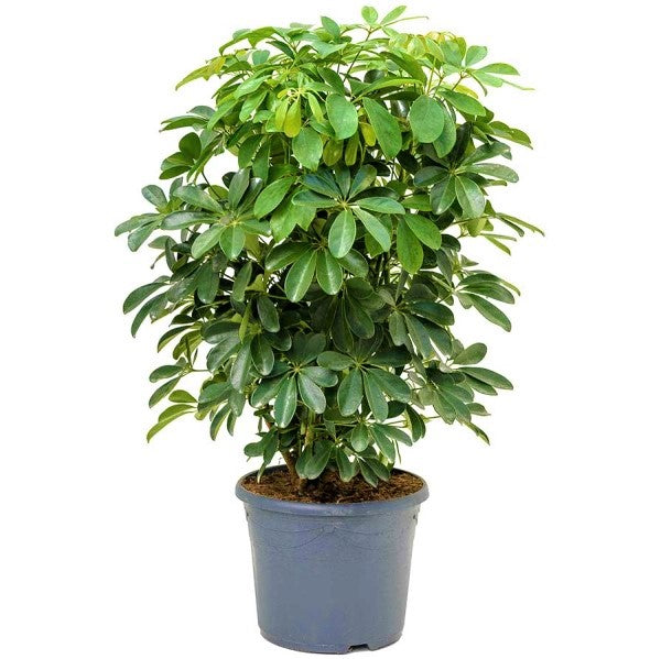 Schefflera Arboricola, Dwarf Umbrella Tree - www.FOP.ae Buy online Best and Healthy Plants and quality products guarantee in Dubai Plants Shop in Dubai Abu Dhabi all over UAE Plants near me Fresh Plants in Dubai where to buy plants in UAE - FOP.ae