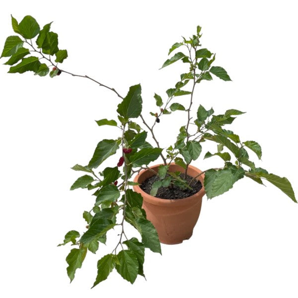 Mulberry Tree, Morus Alba - www.FOP.ae Buy online Best and Healthy Plants and quality products guarantee in Dubai Plants Shop in Dubai Abu Dhabi all over UAE Plants near me Fresh Plants in Dubai where to buy plants in UAE - FOP.ae