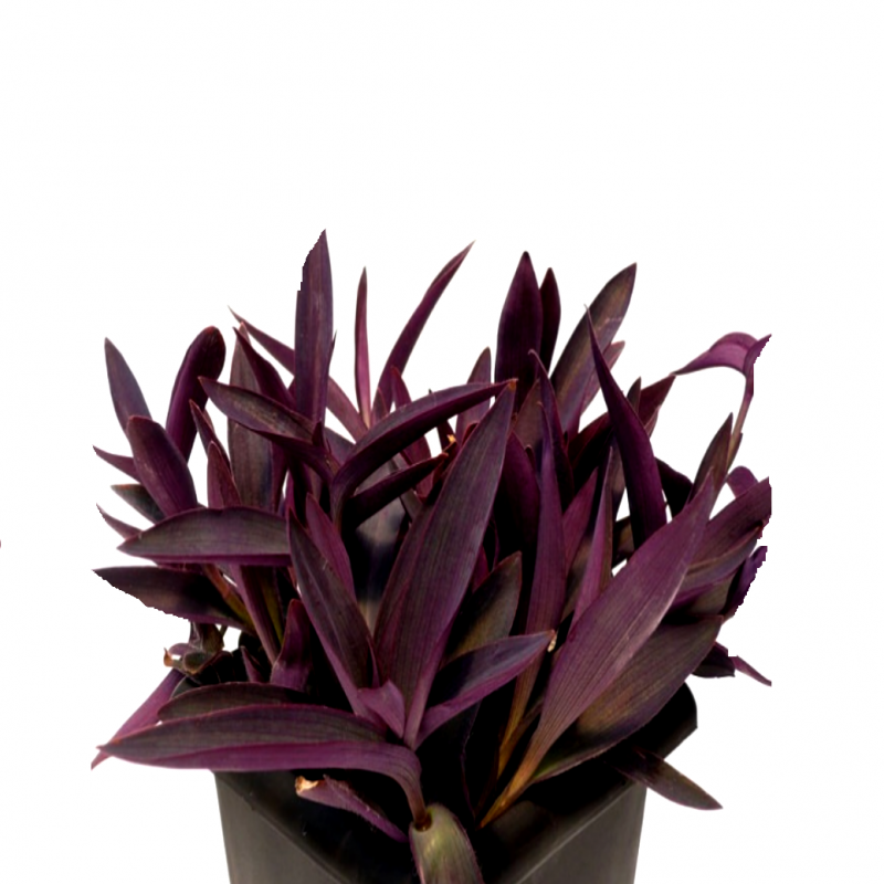 Setcreasea Purpurea, Purple Heart (small) - www.FOP.ae Buy online Best and Healthy Plants and quality products guarantee in Dubai Plants Shop in Dubai Abu Dhabi all over UAE Plants near me Fresh Plants in Dubai where to buy plants in UAE - FOP.ae