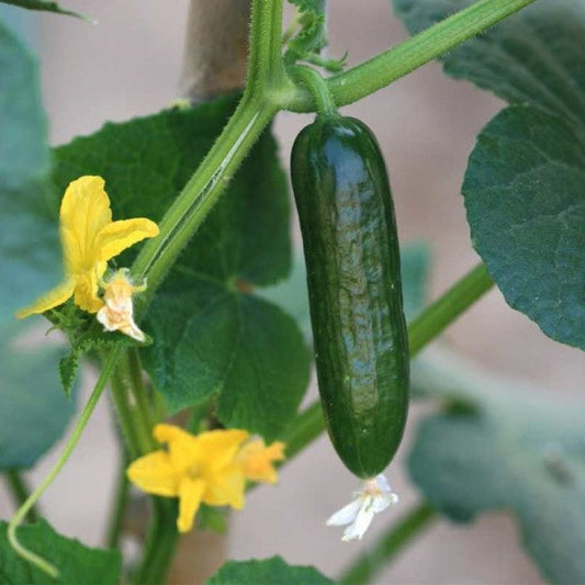 Cucumber Plant - www.FOP.ae Buy online Best and Healthy Plants and quality products guarantee in Dubai Plants Shop in Dubai Abu Dhabi all over UAE Plants near me Fresh Plants in Dubai where to buy plants in UAE - FOP.ae
