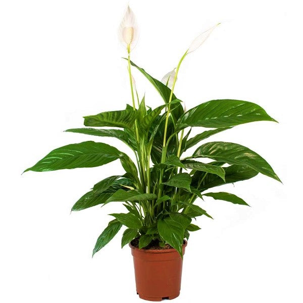 Peace Lily, Spathiphyllum - www.FOP.ae Buy online Best and Healthy Plants and quality products guarantee in Dubai Plants Shop in Dubai Abu Dhabi all over UAE Plants near me Fresh Plants in Dubai where to buy plants in UAE - FOP.ae