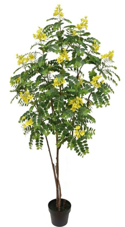 Cassia Surattensis, Scrambled Egg Plant, Sunshine Tree