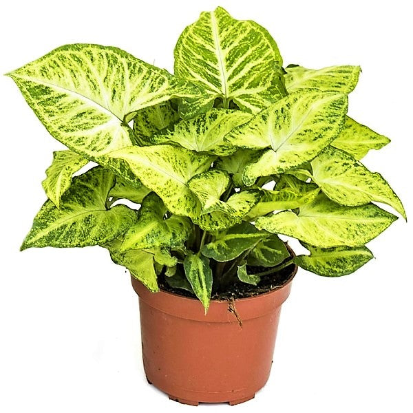 Syngonium Philodendron Arrowhead - www.FOP.ae Buy online Best and Healthy Plants and quality products guarantee in Dubai Plants Shop in Dubai Abu Dhabi all over UAE Plants near me Fresh Plants in Dubai where to buy plants in UAE - FOP.ae