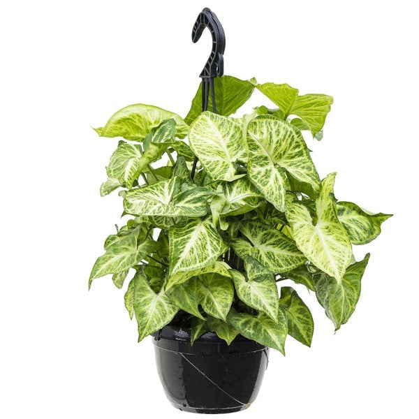 Syngonium Philodendron Arrowhead - www.FOP.ae Buy online Best and Healthy Plants and quality products guarantee in Dubai Plants Shop in Dubai Abu Dhabi all over UAE Plants near me Fresh Plants in Dubai where to buy plants in UAE - FOP.ae