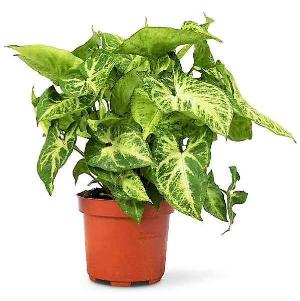 Syngonium Philodendron Arrowhead - www.FOP.ae Buy online Best and Healthy Plants and quality products guarantee in Dubai Plants Shop in Dubai Abu Dhabi all over UAE Plants near me Fresh Plants in Dubai where to buy plants in UAE - FOP.ae
