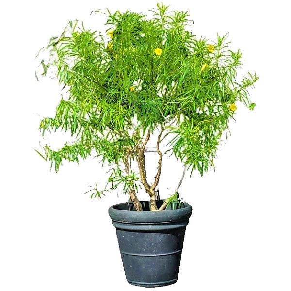 Thevetia Peruviana, Cascabela Thevetia - www.FOP.ae Buy online Best and Healthy Plants and quality products guarantee in Dubai Plants Shop in Dubai Abu Dhabi all over UAE Plants near me Fresh Plants in Dubai where to buy plants in UAE - FOP.ae