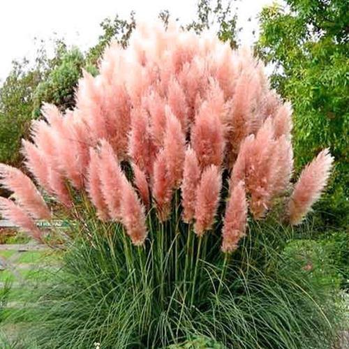 Cortaderia Selloana, Pampas Grass - www.FOP.ae Buy online Best and Healthy Plants and quality products guarantee in Dubai Plants Shop in Dubai Abu Dhabi all over UAE Plants near me Fresh Plants in Dubai where to buy plants in UAE - FOP.ae