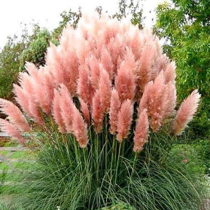Cortaderia Selloana, Pampas Grass - www.FOP.ae Buy online Best and Healthy Plants and quality products guarantee in Dubai Plants Shop in Dubai Abu Dhabi all over UAE Plants near me Fresh Plants in Dubai where to buy plants in UAE - FOP.ae
