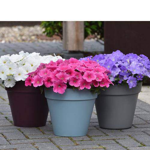 Petunia, Petunias (small) - www.FOP.ae Buy online Best and Healthy Plants and quality products guarantee in Dubai Plants Shop in Dubai Abu Dhabi all over UAE Plants near me Fresh Plants in Dubai where to buy plants in UAE - FOP.ae