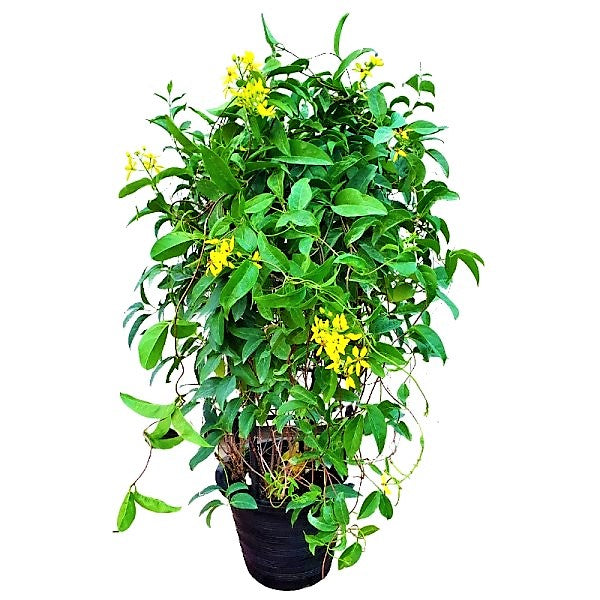 Tristellateia australasiae, Shower of Gold Climber - www.FOP.ae Buy online Best and Healthy Plants and quality products guarantee in Dubai Plants Shop in Dubai Abu Dhabi all over UAE Plants near me Fresh Plants in Dubai where to buy plants in UAE - FOP.ae