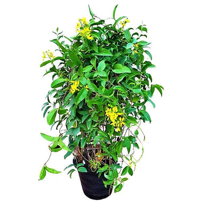 Tristellateia australasiae, Shower of Gold Climber - www.FOP.ae Buy online Best and Healthy Plants and quality products guarantee in Dubai Plants Shop in Dubai Abu Dhabi all over UAE Plants near me Fresh Plants in Dubai where to buy plants in UAE - FOP.ae