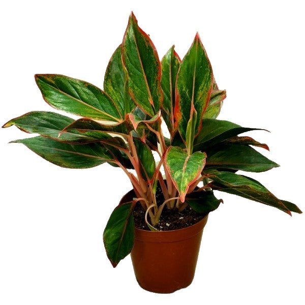  Aglaonema King of Siam - www.FOP.ae Buy online Best and Healthy Plants and quality products guarantee in Dubai Plants Shop in Dubai Abu Dhabi all over UAE Plants near me Fresh Plants in Dubai where to buy plants in UAE - FOP.ae Agave Attenuata, S