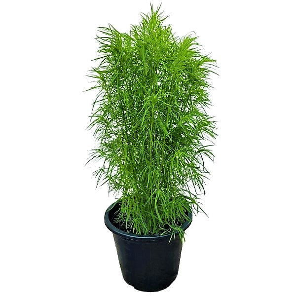 Summer Cypress, Kochia - www.FOP.ae Buy online Best and Healthy Plants and quality products guarantee in Dubai Plants Shop in Dubai Abu Dhabi all over UAE Plants near me Fresh Plants in Dubai where to buy plants in UAE - FOP.ae