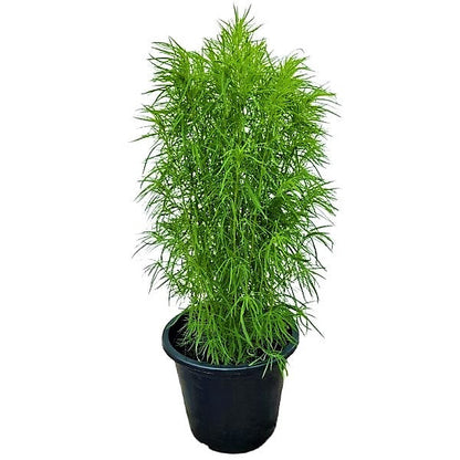 Summer Cypress, Kochia - www.FOP.ae Buy online Best and Healthy Plants and quality products guarantee in Dubai Plants Shop in Dubai Abu Dhabi all over UAE Plants near me Fresh Plants in Dubai where to buy plants in UAE - FOP.ae