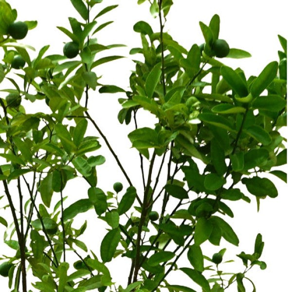 Lime, Binzaheer - www.FOP.ae Buy online Best and Healthy Plants and quality products guarantee in Dubai Plants Shop in Dubai Abu Dhabi all over UAE Plants near me Fresh Plants in Dubai where to buy plants in UAE - FOP.ae