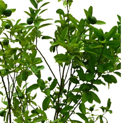 Lime, Binzaheer - www.FOP.ae Buy online Best and Healthy Plants and quality products guarantee in Dubai Plants Shop in Dubai Abu Dhabi all over UAE Plants near me Fresh Plants in Dubai where to buy plants in UAE - FOP.ae
