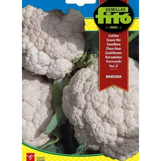 Cauliflower Maresma Seeds - www.FOP.ae Buy online Best and Healthy Plants and quality products guarantee in Dubai Plants Shop in Dubai Abu Dhabi all over UAE Plants near me Fresh Plants in Dubai where to buy plants in UAE - FOP.ae