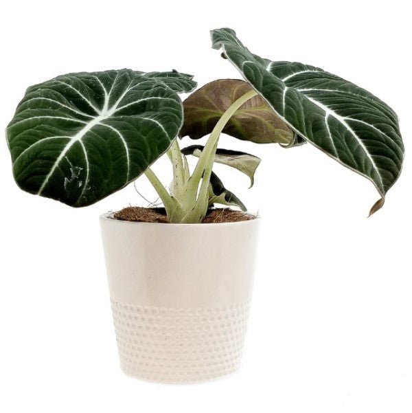 Alocasia Black Velvet Dwarf - www.FOP.ae Buy online Best and Healthy Plants and quality products guarantee in Dubai Plants Shop in Dubai Abu Dhabi all over UAE Plants near me Fresh Plants in Dubai where to buy plants in UAE - FOP.ae