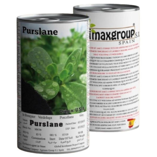 Purslane Seeds Tin - www.FOP.ae Buy online Best and Healthy Plants and quality products guarantee in Dubai Plants Shop in Dubai Abu Dhabi all over UAE Plants near me Fresh Plants in Dubai where to buy plants in UAE - FOP.ae