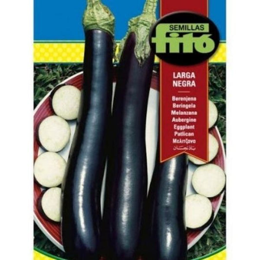 Eggplant Larga Negra Seeds - www.FOP.ae Buy online Best and Healthy Plants and quality products guarantee in Dubai Plants Shop in Dubai Abu Dhabi all over UAE Plants near me Fresh Plants in Dubai where to buy plants in UAE - FOP.ae