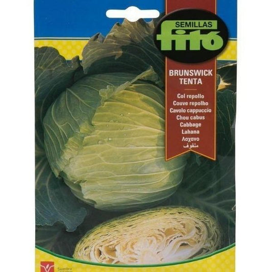 Col Repollo Brunswick Tenta Seeds - www.FOP.ae Buy online Best and Healthy Plants and quality products guarantee in Dubai Plants Shop in Dubai Abu Dhabi all over UAE Plants near me Fresh Plants in Dubai where to buy plants in UAE - FOP.ae