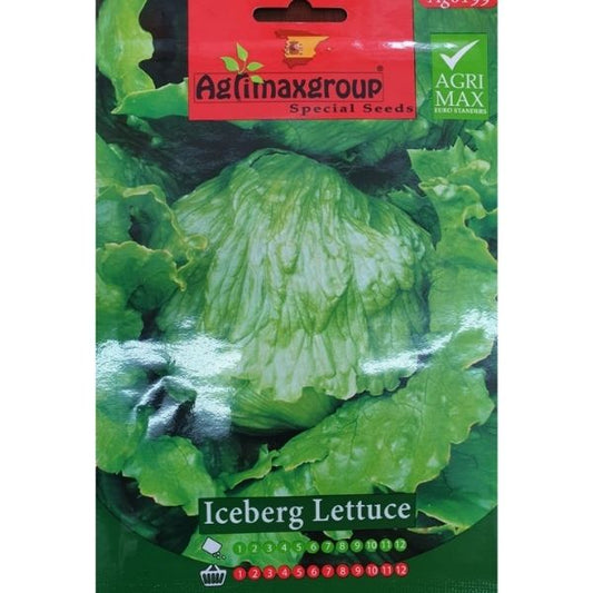 Iceberg Lettuce Seeds - www.FOP.ae Buy online Best and Healthy Plants and quality products guarantee in Dubai Plants Shop in Dubai Abu Dhabi all over UAE Plants near me Fresh Plants in Dubai where to buy plants in UAE - FOP.ae